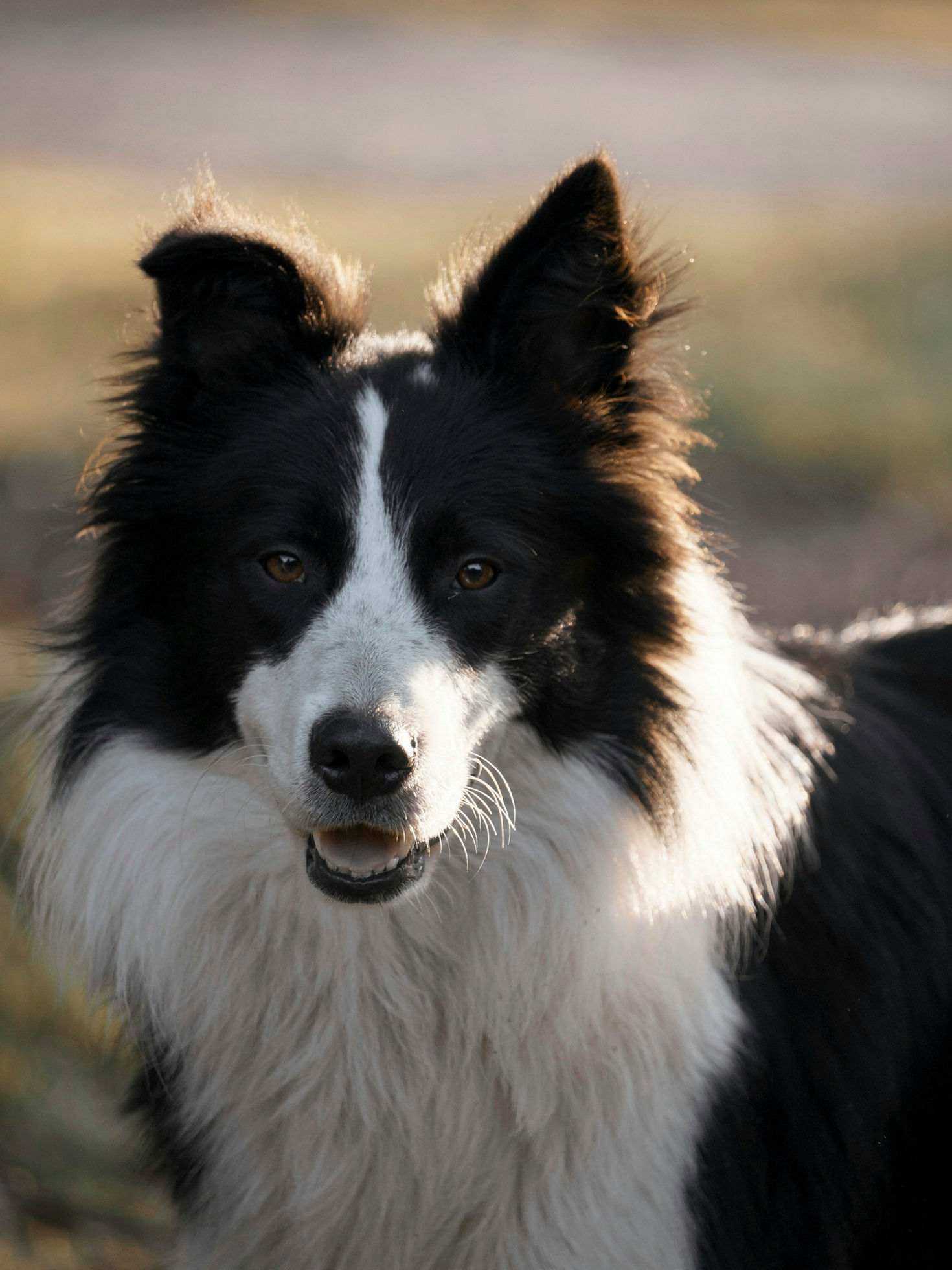 Tipps für die Aufzucht eines Border Collies