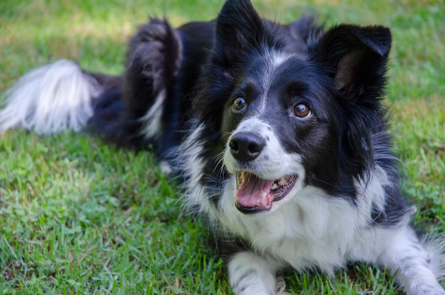 Border Collies: Eigenschaften und Charakter im Fokus